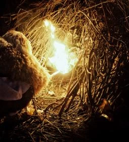 Mohácsi busójárás