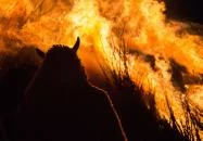 Mohácsi busójárás Mohács