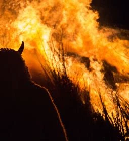 Mohácsi busójárás