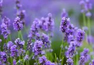 Monoszló - Magyar Provence Levendulabirtok