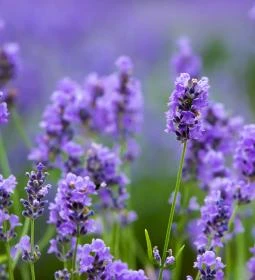 Magyar Provence Levendulabirtok