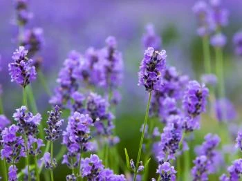 Magyar Provence Levendulabirtok Monoszló