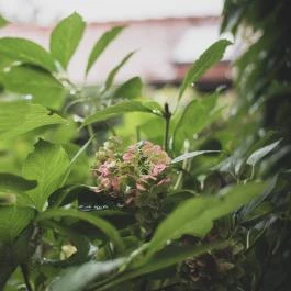 Öreg Prés Butikhotel Mór - Egyéb