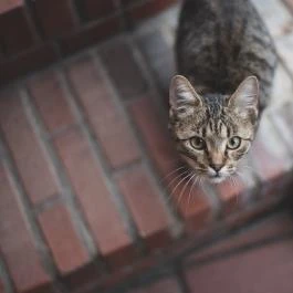 Öreg Prés Butikhotel Mór - Egyéb