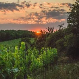 Öreg Prés Butikhotel Mór - Egyéb