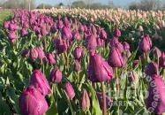 Mórahalom - Tulipánszüret TulipGarden Mórahalom