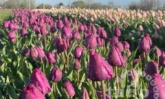 Tulipánszüret TulipGarden Mórahalom