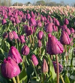 Tulipánszüret TulipGarden Mórahalom