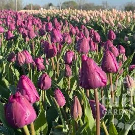 Tulipánszüret TulipGarden Mórahalom Mórahalom - Egyéb