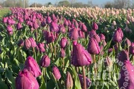 Tulipánszüret TulipGarden Mórahalom Mórahalom