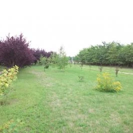 Páva Vendégház Mórahalom - Medence/kert