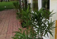 Turul Tanya Mórahalom