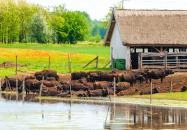 Mórahalom - Bivalyrezervátum Mórahalom