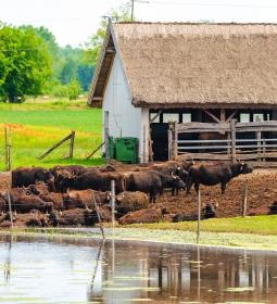 5. legjobb látnivaló: Bivalyrezervátum Mórahalom