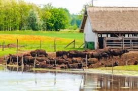 Bivalyrezervátum Mórahalom Mórahalom