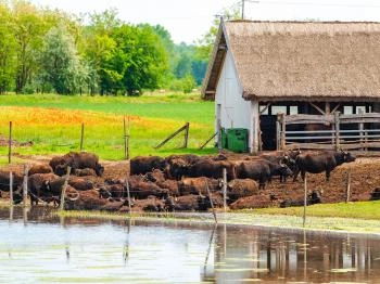 Bivalyrezervátum Mórahalom Mórahalom