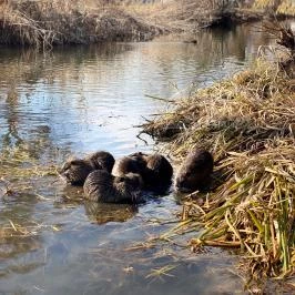 Suri Bau Apartman Mosonmagyaróvár - Medence/kert