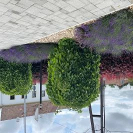 Suri Bau Apartman Mosonmagyaróvár - Medence/kert