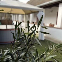 Padláskincsek Vendégház Nagybörzsöny - Egyéb