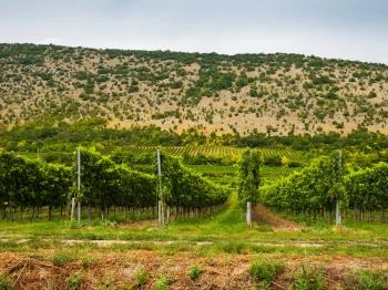 Kopár-dűlő Nagyharsány