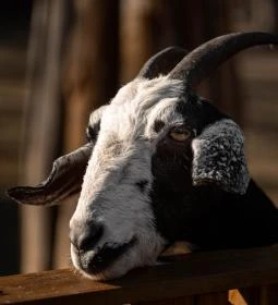 Kecskeméti Vadaskert