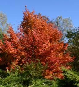Kecskeméti Arborétum