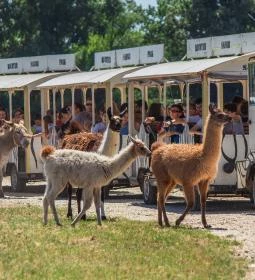3. legjobb látnivaló: Richter Safari Park