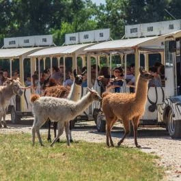 Richter Safari Park Nagykőrös - Egyéb