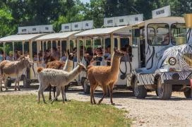 Richter Safari Park Nagykőrös