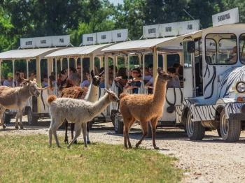 Richter Safari Park Nagykőrös