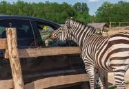 Richter Safari Park Nagykőrös