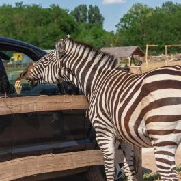 Richter Safari Park Nagykőrös - Egyéb