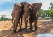 Richter Safari Park Nagykőrös