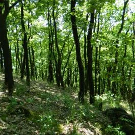 Tókert Fogadó Nagymányok - Egyéb