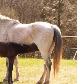 Királykúti Lovasporta