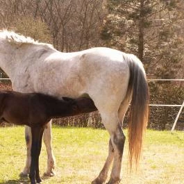 Királykúti Lovasporta Nagymaros - Szórakozás/Sport