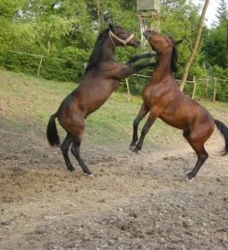 Királykúti Lovasporta