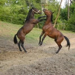 Királykúti Lovasporta Nagymaros - Szórakozás/Sport