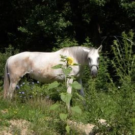 Királykúti Lovasporta Nagymaros - Szórakozás/Sport