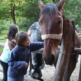 Királykúti Lovasporta Nagymaros - Szórakozás/Sport