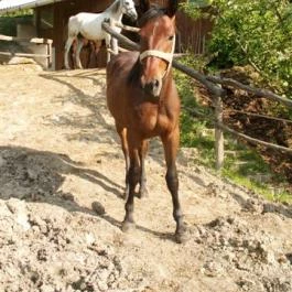 Királykúti Lovasporta Nagymaros - Medence/kert