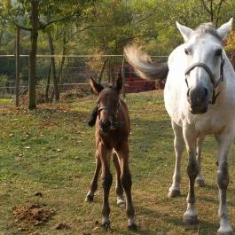 Királykúti Lovasporta Nagymaros - Szórakozás/Sport