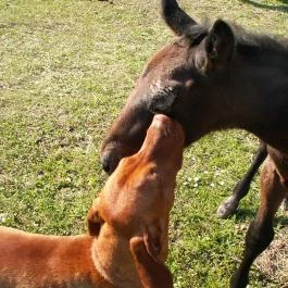 Királykúti Lovasporta Nagymaros - Szórakozás/Sport