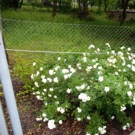 Moson Patak Vendégház Nagymaros - Medence/kert