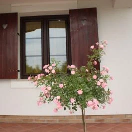 Hétkanyar Vendégház Nagyvázsony - Medence/kert