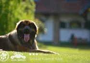 Abbázia Country Club Nemesnép