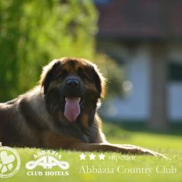 Abbázia Country Club Nemesnép - Medence/kert