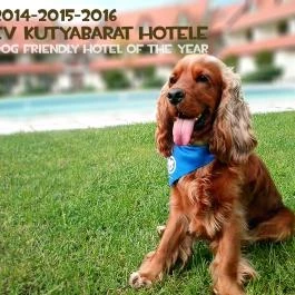 Abbázia Country Club Nemesnép - Medence/kert