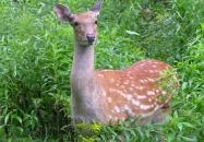 Nógrád - Nógrádi Vadaspark