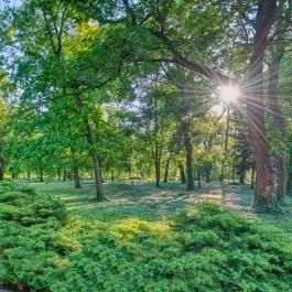 Főnix Wellness Resort Nógrádgárdony - Medence/kert